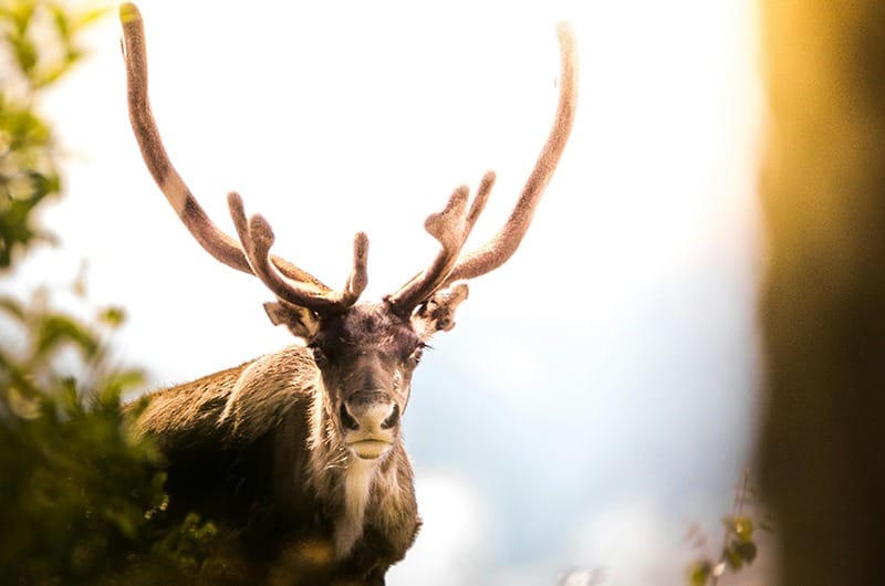 Image of Oracle of the Witch Tarot Deck.
