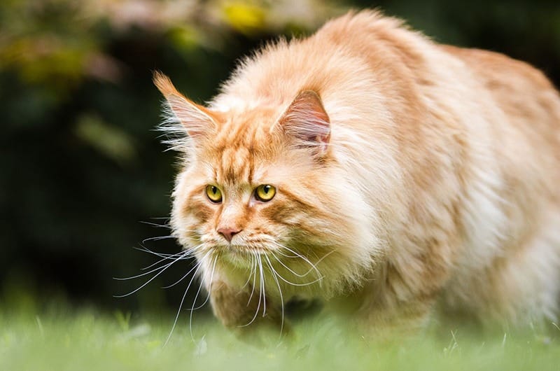 Image of Oracle of the Witch Tarot Deck.