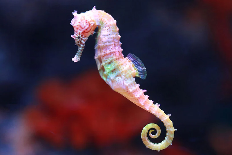 Image of Oracle of the Witch Tarot Deck.