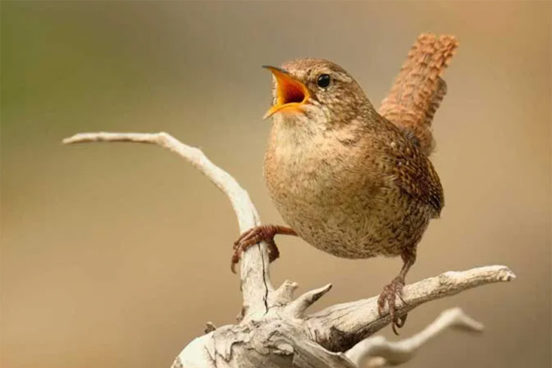 Image of Oracle of the Witch Tarot Deck.