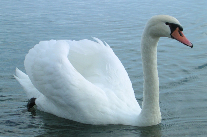 Image of Oracle of the Witch Tarot Deck.