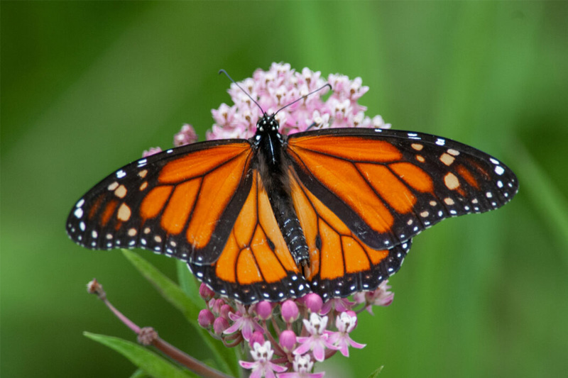 Image of Oracle of the Witch Tarot Deck.