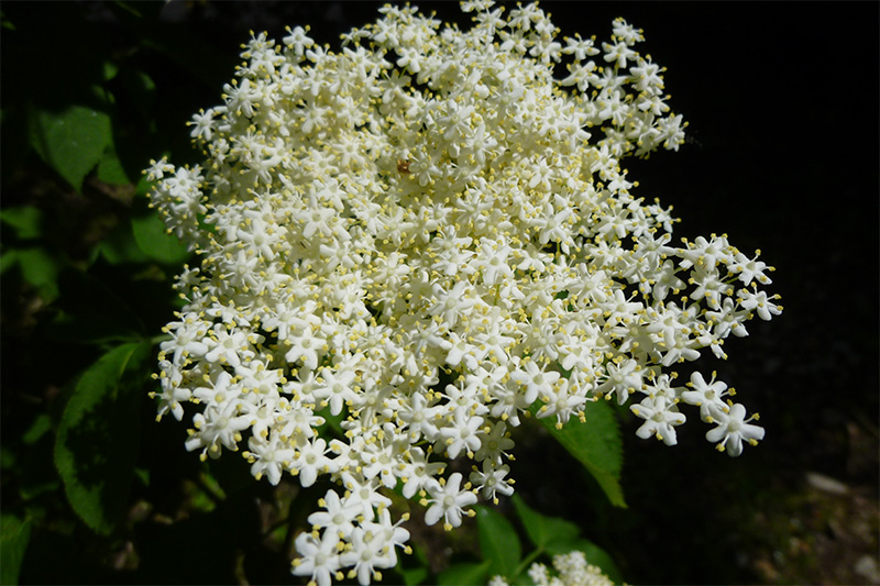 Betty Jane Ware - Celtic Image for December 2025 - Elder Tree Flower