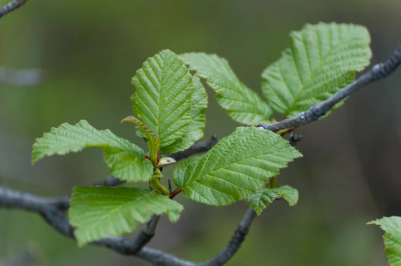 Image of Betty Jane Ware - Alder Leaves for March.