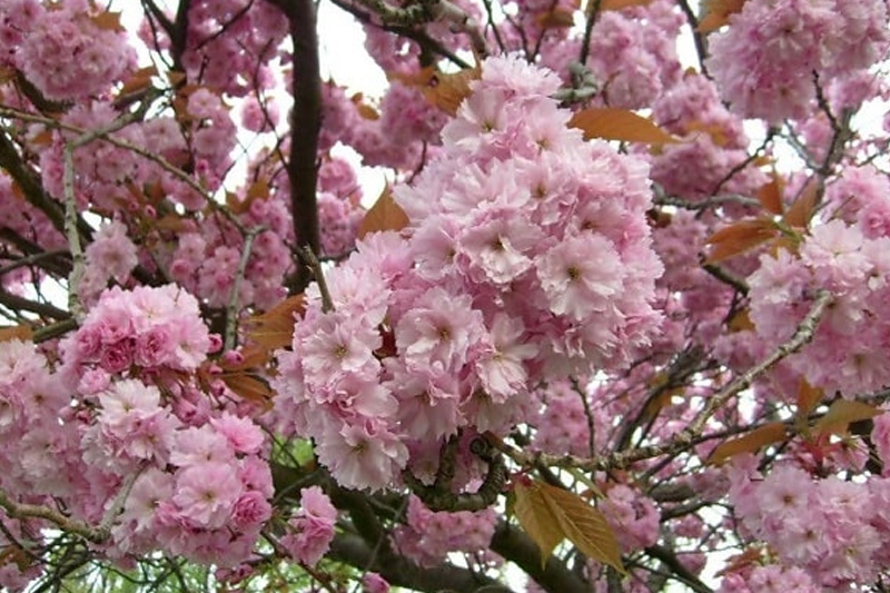 Image of Betty Jane Ware - Alder Leaves for March.