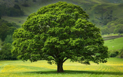June Newsletter