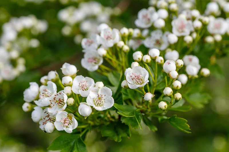 Image of Betty Jane Ware - Alder Leaves for March.