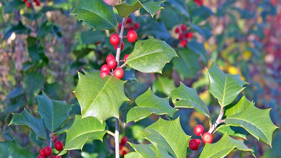 Image of Betty Jane Ware - Alder Leaves for March.