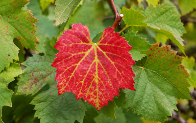 September Newsletter