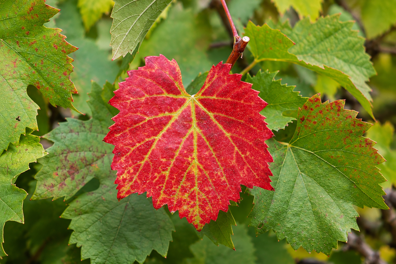 Image of Betty Jane Ware - Alder Leaves for March.
